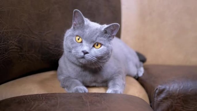 灰色英国家猫坐在皮沙发上看着镜头