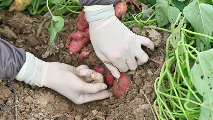 农民从地下挖红薯。