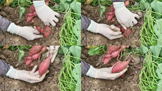 农民从地下挖红薯。