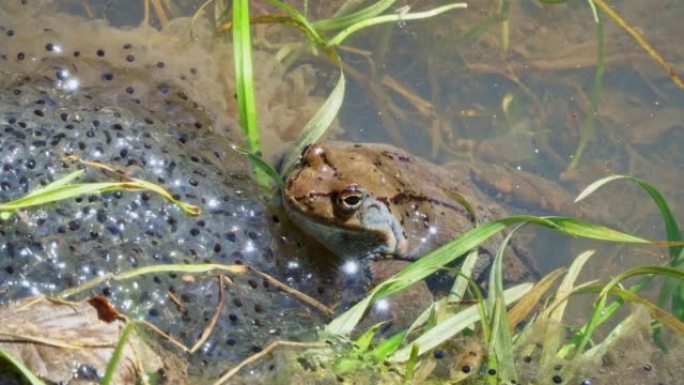 普通蛙 (Rana temporaria)，又称湖中山蛙卵上的欧洲普通蛙。