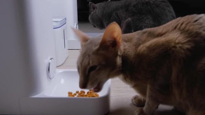 两只家猫从自动喂食器中进食