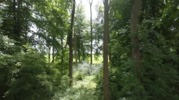 白天拍摄林木的短无人机镜头
