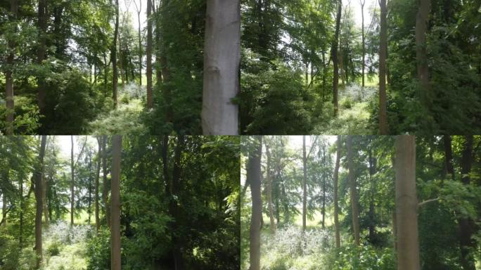白天拍摄林木的短无人机镜头