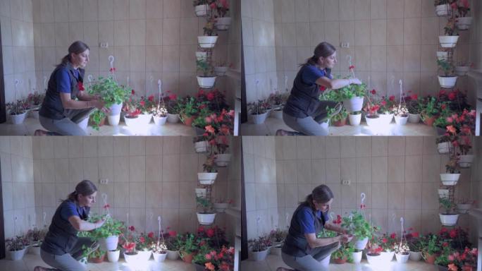 一个女人为她的小商店种花。她仔细检查花盆里的花。
