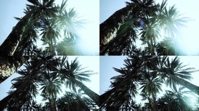 椰子树的底面，晴朗的天空和闪亮的阳光