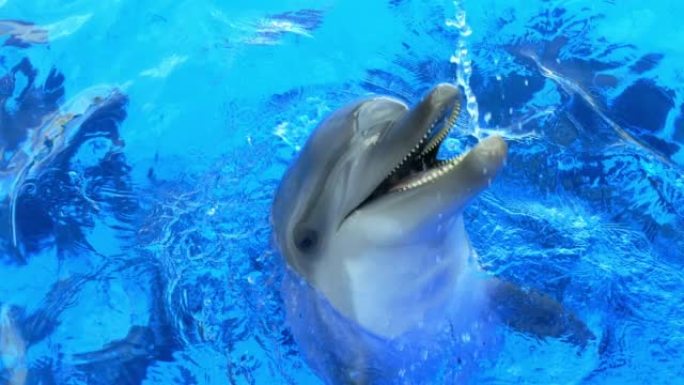 友好的海豚可爱动物张嘴善意亲人粘人