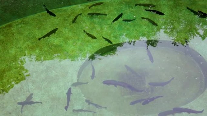 鱼场水中的鳟鱼，带有绿色反射