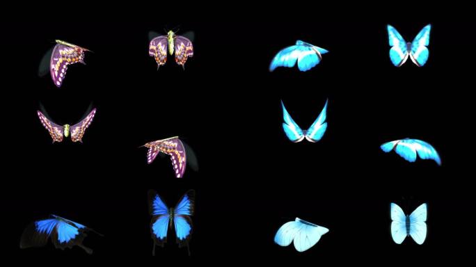 唯美蝴蝶，蝴蝶视频素材透明通道3