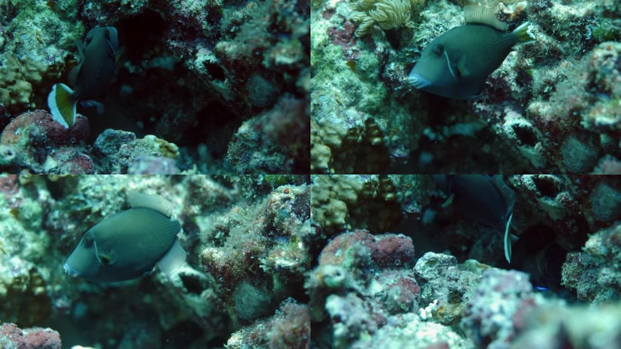 珊瑚缝隙中的条纹金鱼鱼