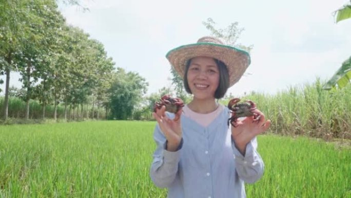 农夫捉害虫螃蟹。摧毁水稻植株。从稻田里抓来的大螃蟹