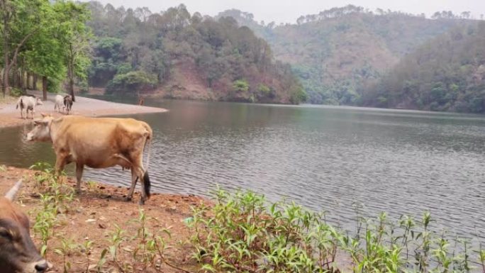 印度Sat Tal湖畔的褐牛