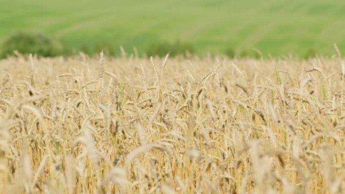 夏日的农田。生态清洁的小麦谷物种植在肥沃的土地上。慢动作。
