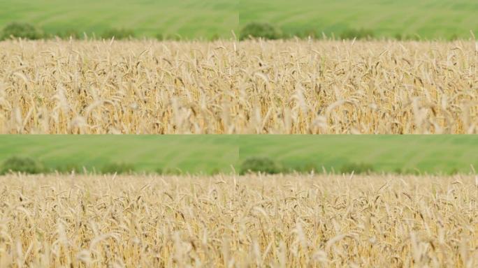 夏日的农田。生态清洁的小麦谷物种植在肥沃的土地上。慢动作。