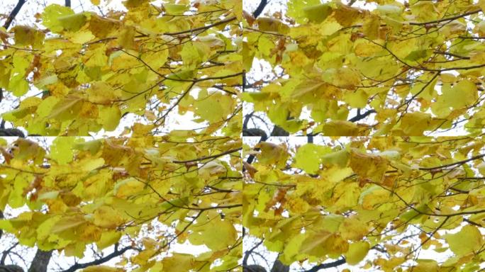 美丽的秋天公园树上的黄色叶子