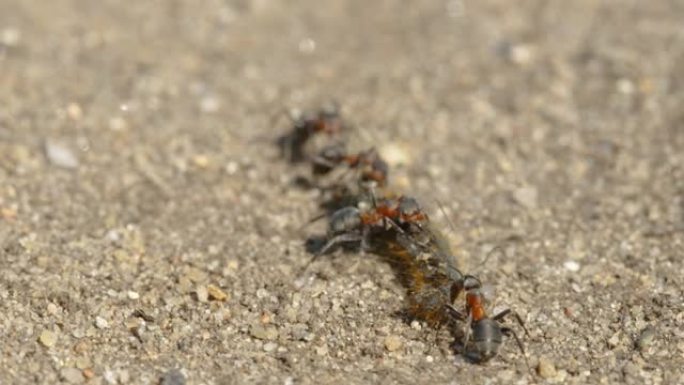 在爱沙尼亚的地面上携带死虫的红蚂蚁