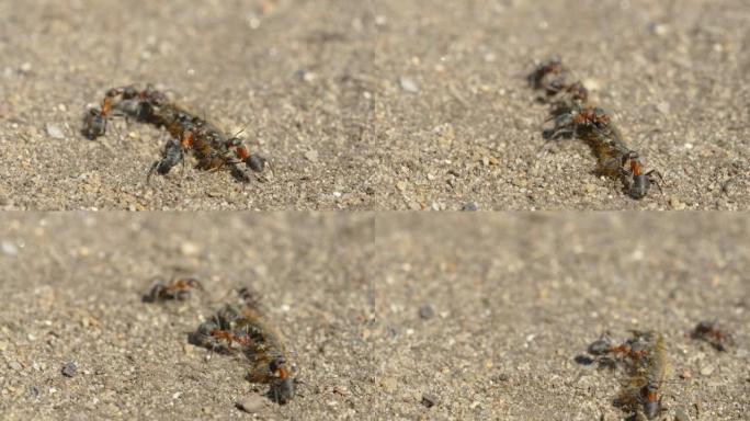 在爱沙尼亚的地面上携带死虫的红蚂蚁