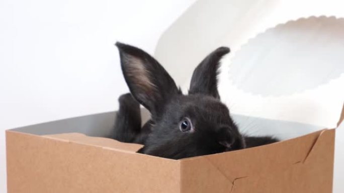 一只黑色的小兔子坐在外面，看着孤立在白色背景上的糕点盒。野兔是东方历法2023年的符号。复活节、圣诞