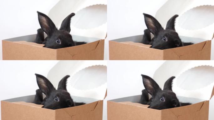 一只黑色的小兔子坐在外面，看着孤立在白色背景上的糕点盒。野兔是东方历法2023年的符号。复活节、圣诞