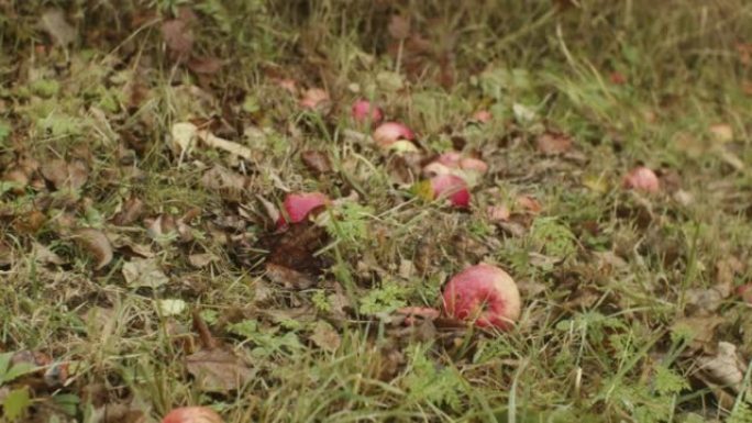 成熟的苹果从树上掉到地上。