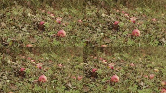 成熟的苹果从树上掉到地上。