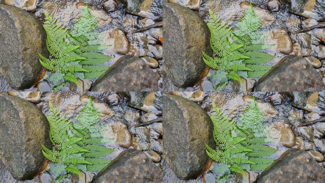 水面上的绿色蕨叶