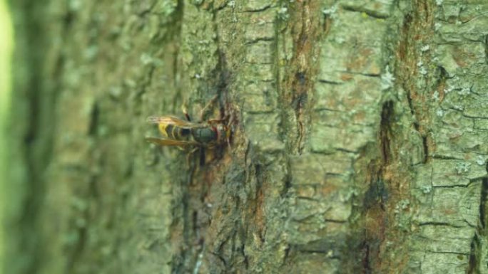 木皮上的欧洲大黄蜂或胡蜂蟹。黄蜂在野外交流。特写。