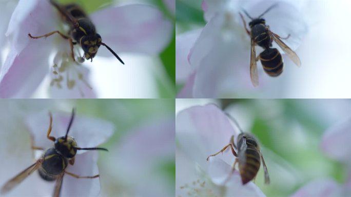 昆虫 蜜蜂 马蜂
