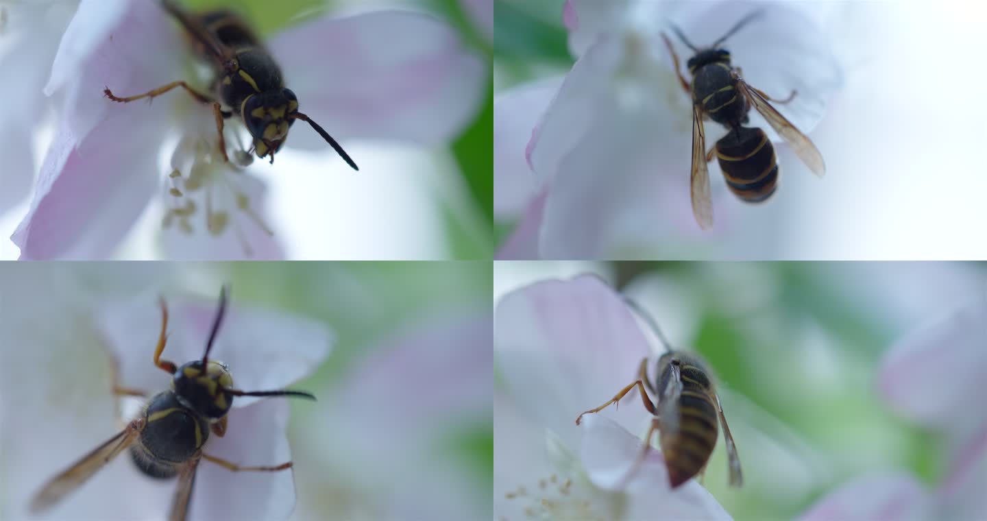昆虫 蜜蜂 马蜂