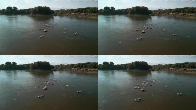 一群鹈鹕或一个中队一起漂浮在河中