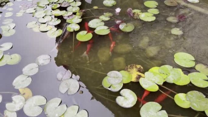 装饰鲤鱼在人工池塘的睡莲之间游动。