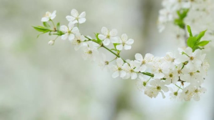 白梅树花。白花在风中摇曳。慢动作。