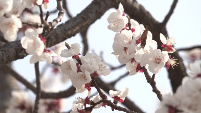 春季桃花盛开蜜蜂和昆虫飞落花间采蜜4K
