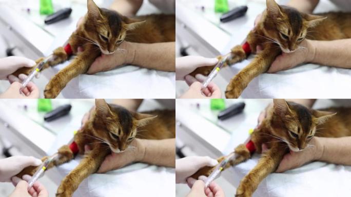 兽医用针头将注射器注射到红猫爪的静脉中