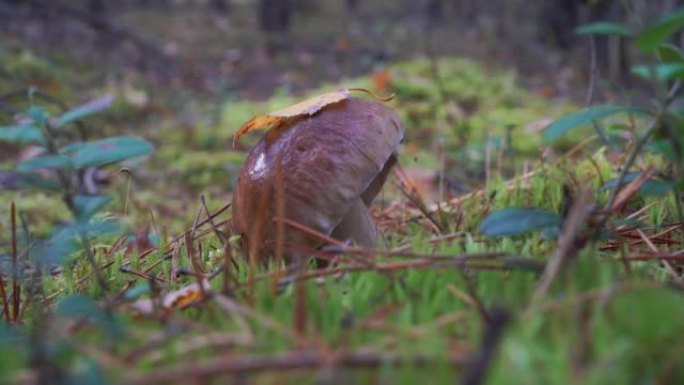 蘑菇牛肝菌生长在苔藓的秋季森林中。