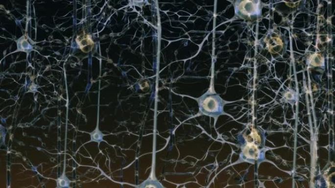 大脑中的神经元神经元大脑神经系统