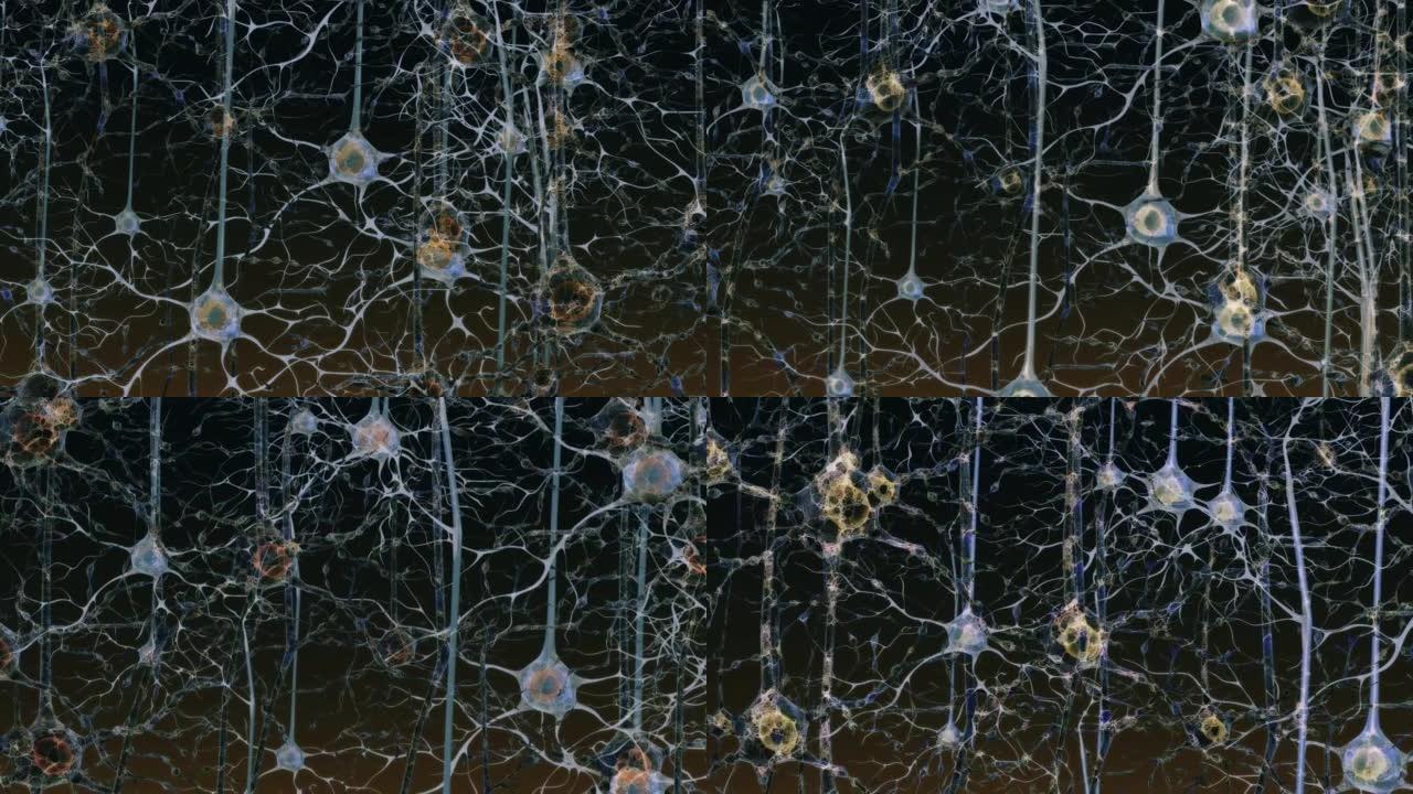 大脑中的神经元神经元大脑神经系统