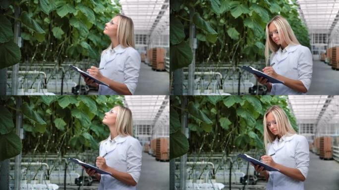 妇女科学生物学农学家检查温室黄瓜幼苗的施肥条件