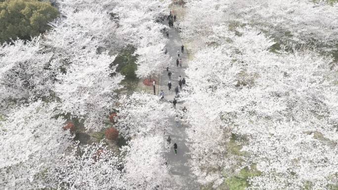 航拍 顾村 公园 樱花节 上海 春天