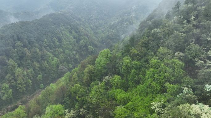 烟雨云雾缥缈的大山