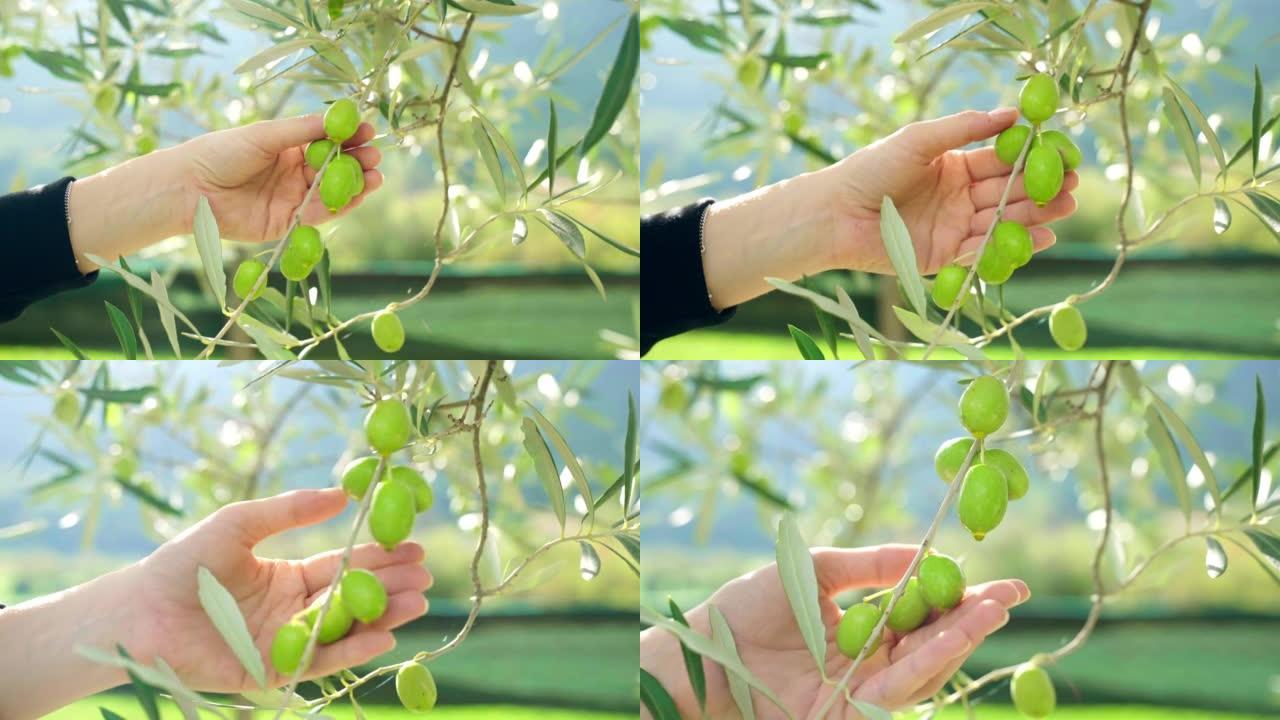 树枝上有成熟的绿橄榄，映衬着高山和阳光的背景，农民用手抚摸着树枝上生长的新鲜大绿橄榄，特级初榨橄榄油