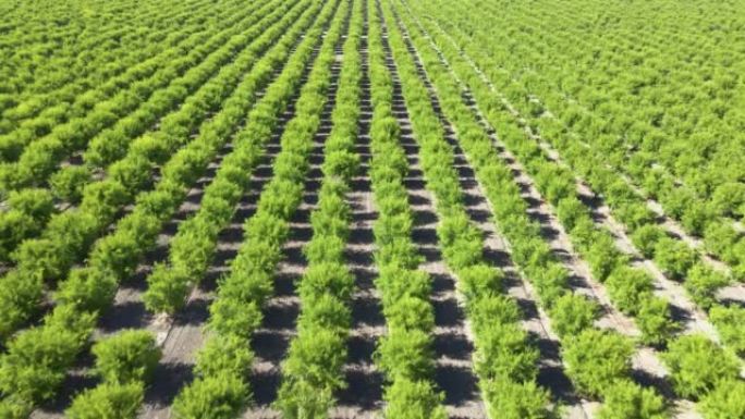 在加利福尼亚生长的一排排石榴树的空中拍摄