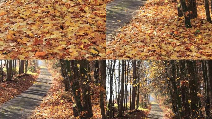 公园里的道路秋季横向视频