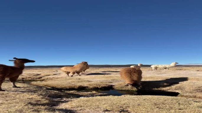 在阿根廷卡塔马卡拉古纳卡拉奇潘帕 (Laguna Karachi Pampa) 吃饭的喇嘛很少