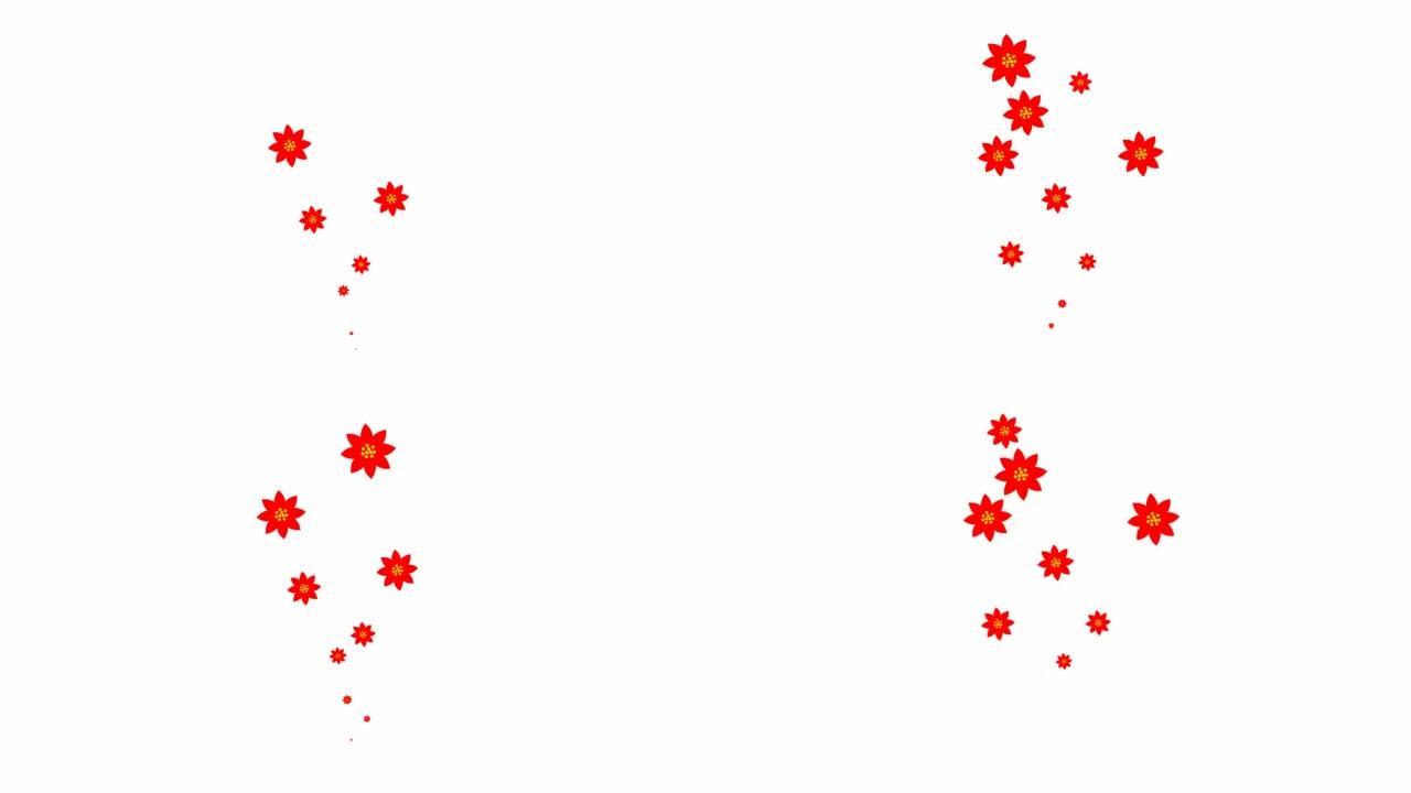 动画红色美丽的花朵从下到上飞舞。白色背景上的飞行喷泉。循环视频。矢量插图孤立在白色背景上。