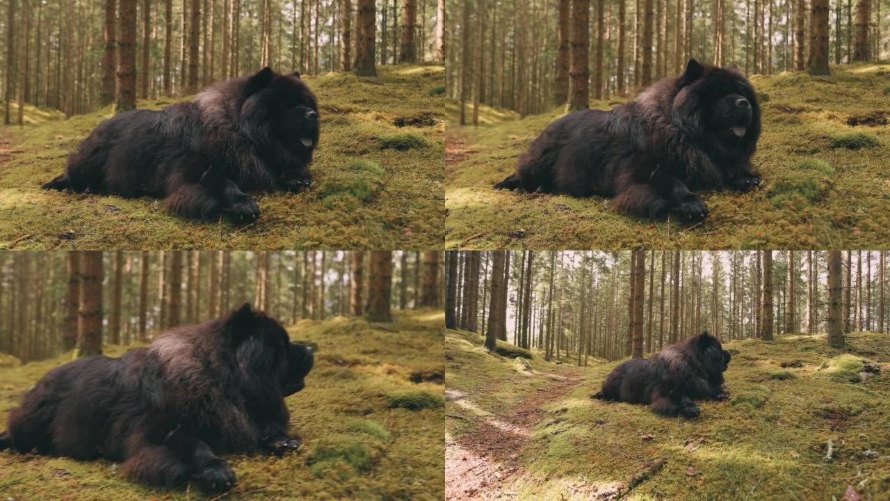 常绿森林中可爱的巨型藏獒狗
