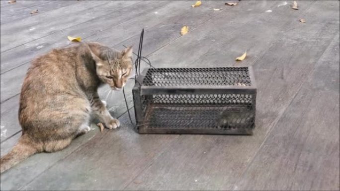 笼子里的猫和老鼠