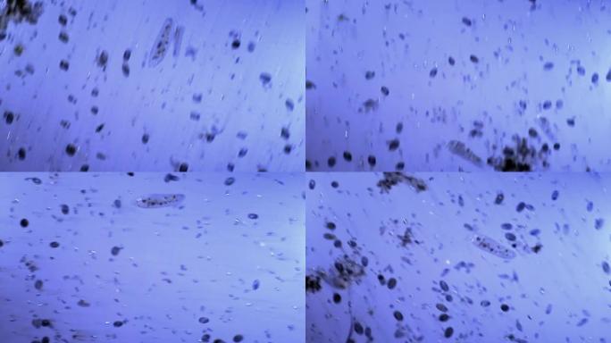 纤毛虫微生物菌落微距实拍特写展示