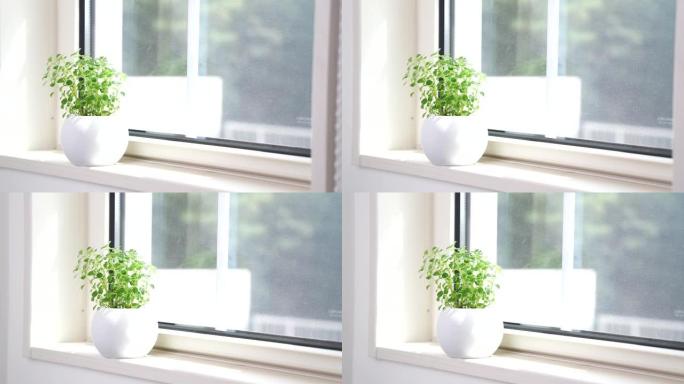 窗户边的室内植物