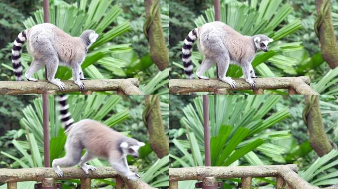 Ringtail狐猴在新加坡动物园四处张望