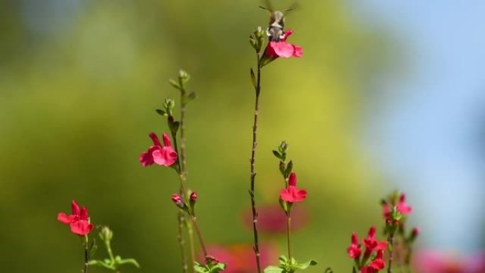 蜂鸣鸟鹰蛾 (Macroglossum stellatarum) 在花园里的一朵花上觅食花蜜。